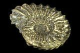 Pyritized (Pleuroceras) Ammonite Fossil - Germany #131101-1